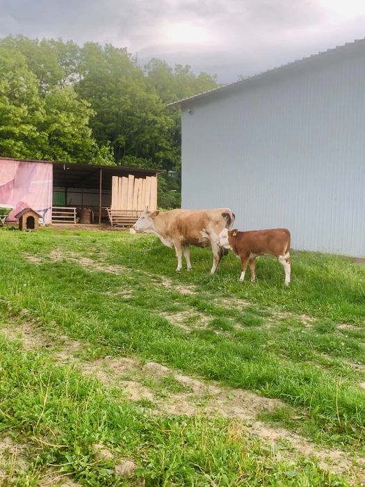 Vaca cu vitel baltata romaneasca