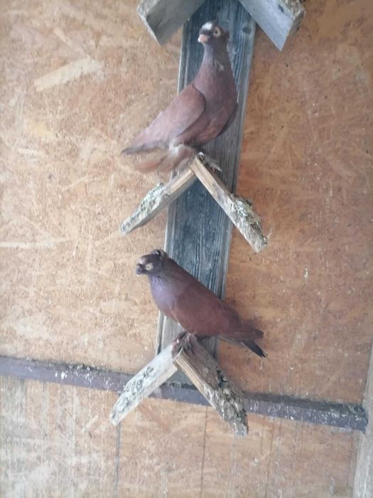 Vand porumbei rasa jucatori de Botosani