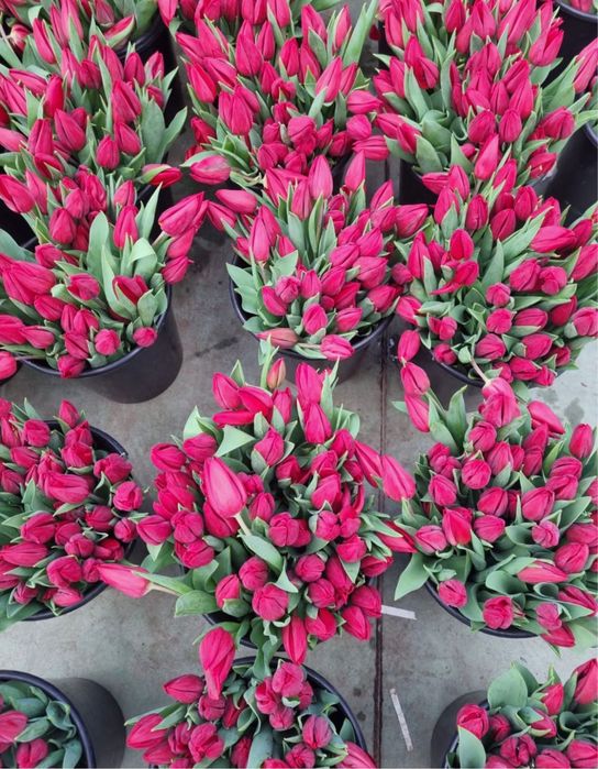 ТЮЛЬПАНЫ ОПТОМ сезон март 2026