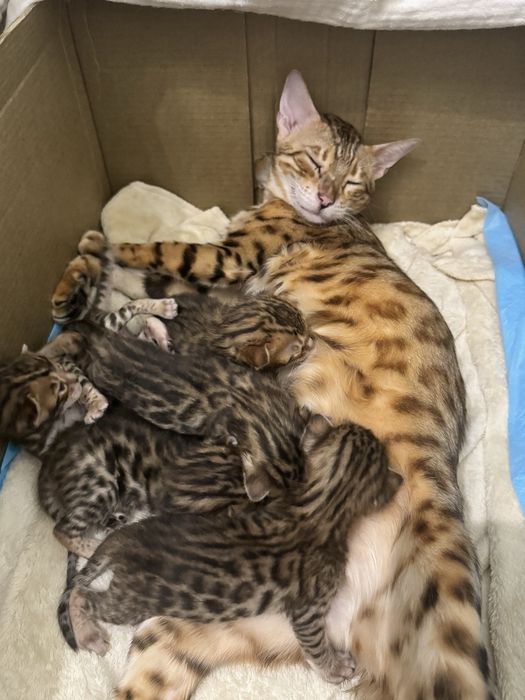 Продам котят бенгала