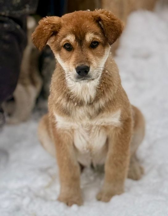 Отдам щенка 2,5 месяца крупные