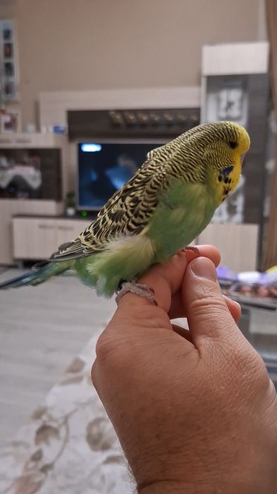 Ръчнохранен социален вълнист изложбен папагал