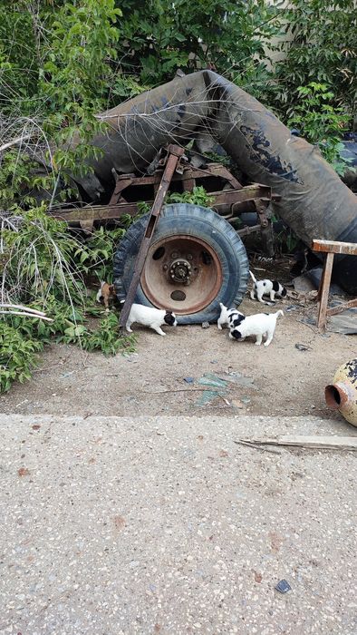 Отдам в добрые и хорошие руки