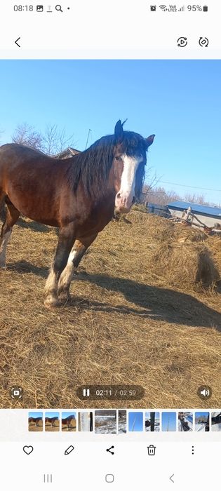 Продам жеребца возрост 7 лет