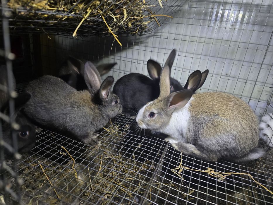 Alb Pannon Hycole Francez iepuri de carne