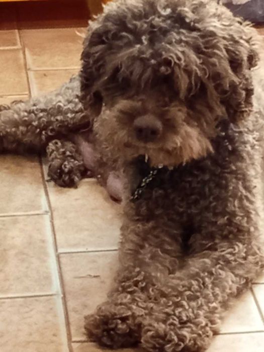 Кавапу различни цветове