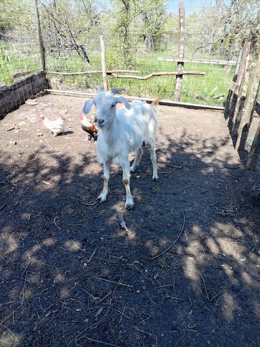 Schimb capra tinără