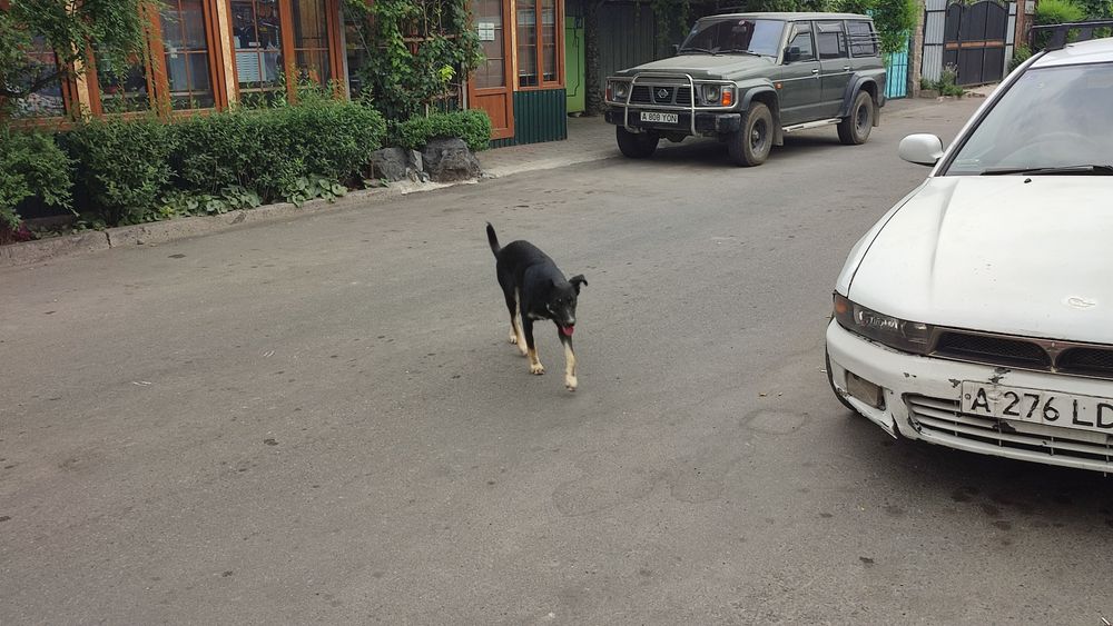 Нужен дом для прекрасной Беллы