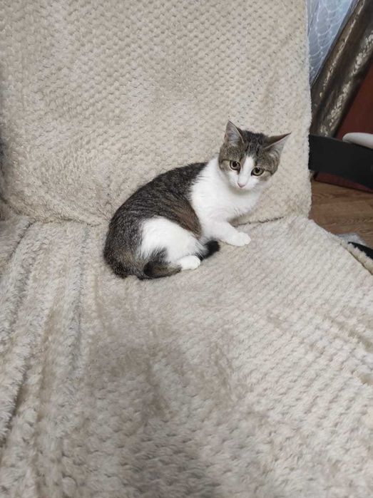 Маленькая кошечка