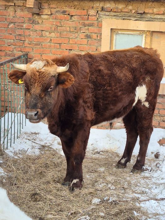 Продам быков 2 шт