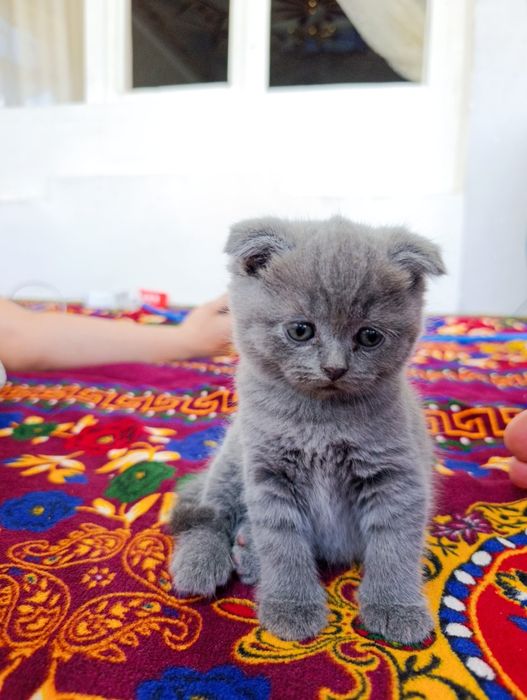 Скоттиш-фоолд скоттиш-страйт вислоухие
