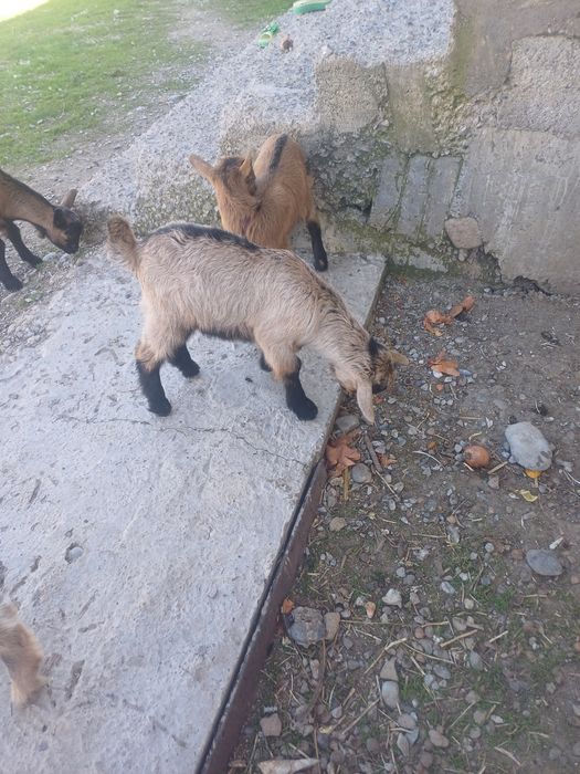 Альпийский лақтар сатылады