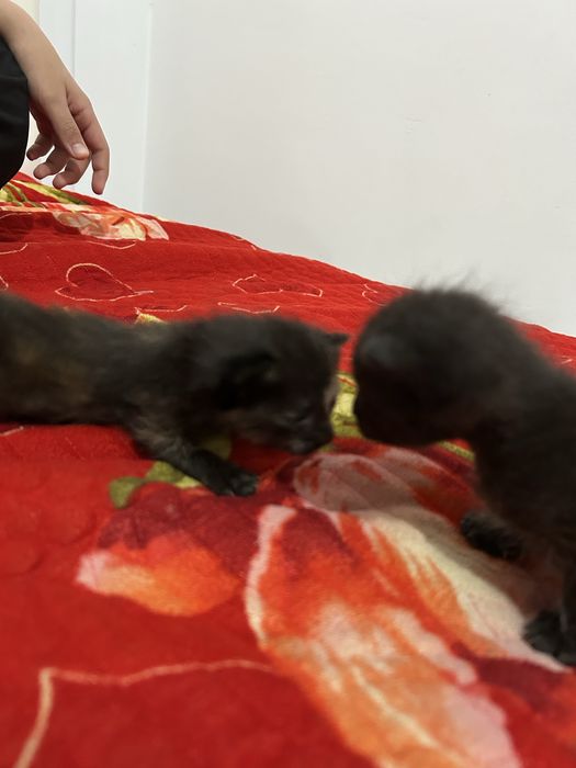 Мысық котенок мальенки