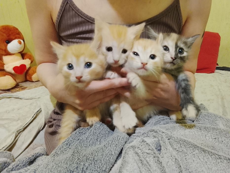 Бесплатно! Только в добрые руки!!!