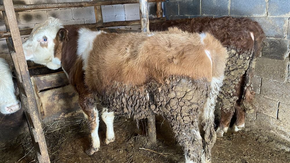 Бычки откормленные