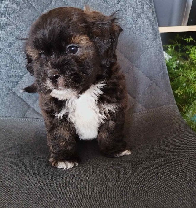 Shih poo/Mini poodle