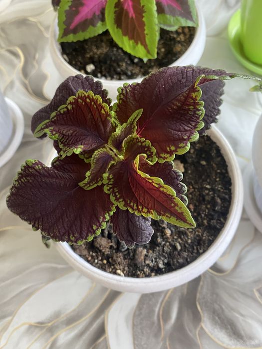 Декоративные комнатные растения