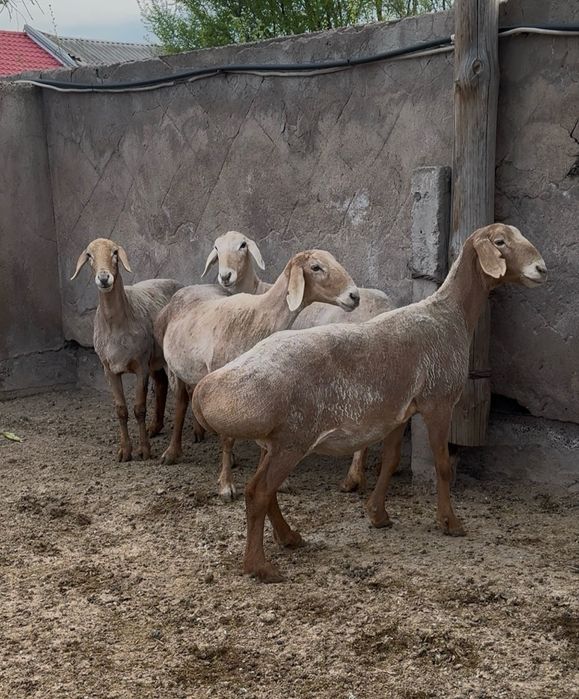 Арашан сауылык..