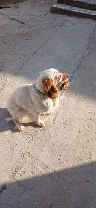 Охотничья собака. Спаниель