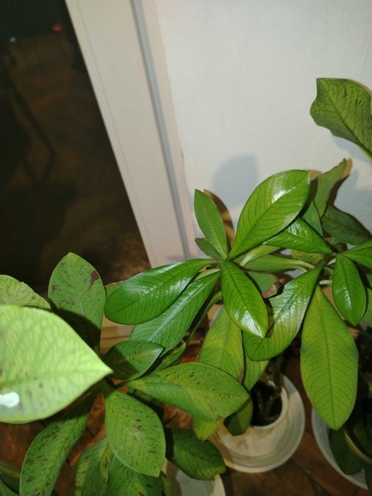 Стайни цветя различни видове