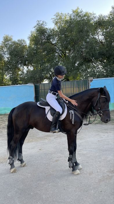 сапоги для конного спорта