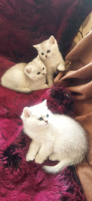 Шиншилла Серебро котята