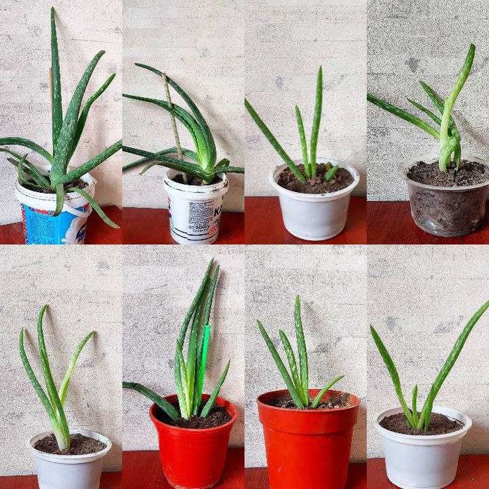 АЛОЭ лечебный,косметичный