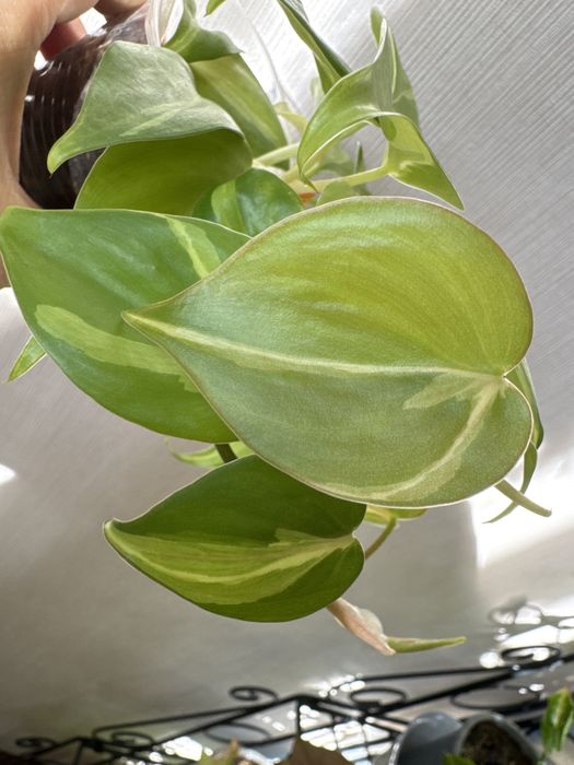 Филодендроны разные сорта