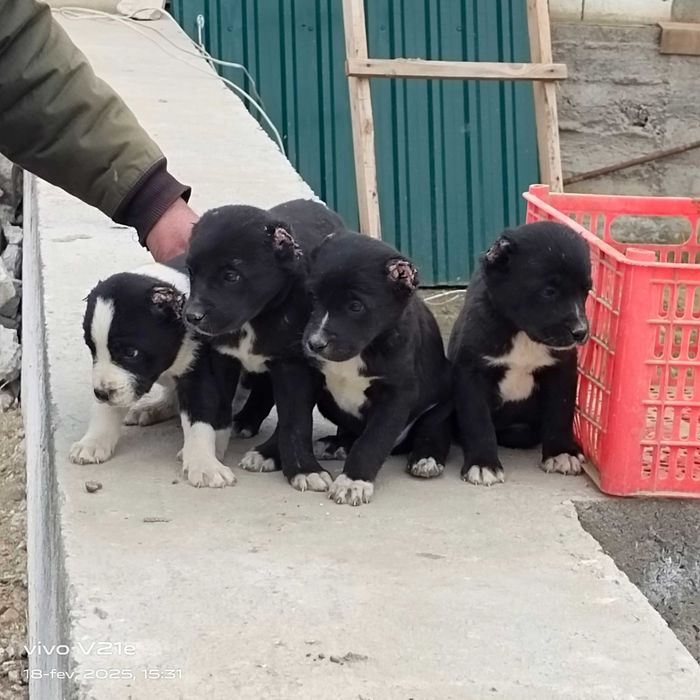 Alabay choʻpon it bolalar sotiladi 5ta erkak 2ta ayol narxi 550 mindan