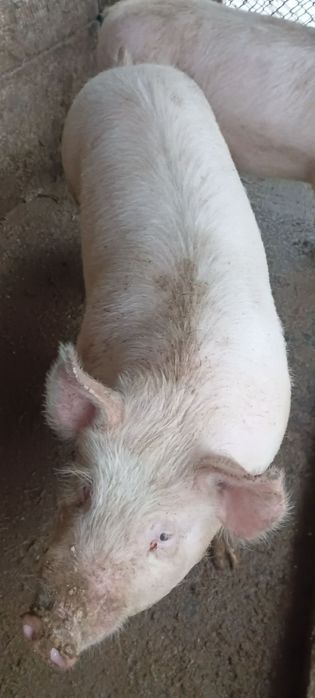 Продавам прасета