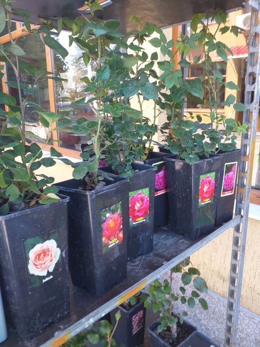 Vand trandafiri cataratori soi premiu