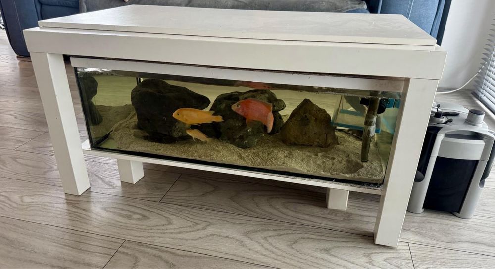 Acvariu in masa cu pesti, cliclide africane