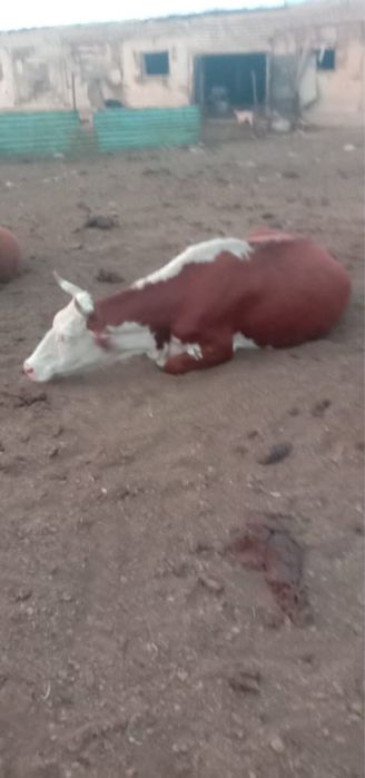 Продается крупный рогатый скот