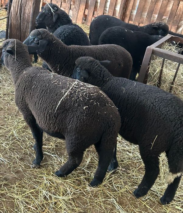 Продавам агнета 25 до 30 кг 7 евро