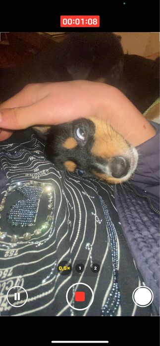 Подарявам кученца на два мевеца