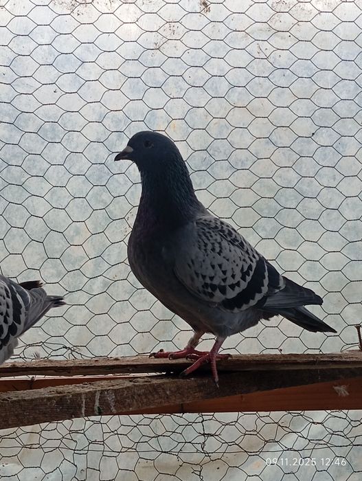 Porumbei de vânzare 50 lei bucata