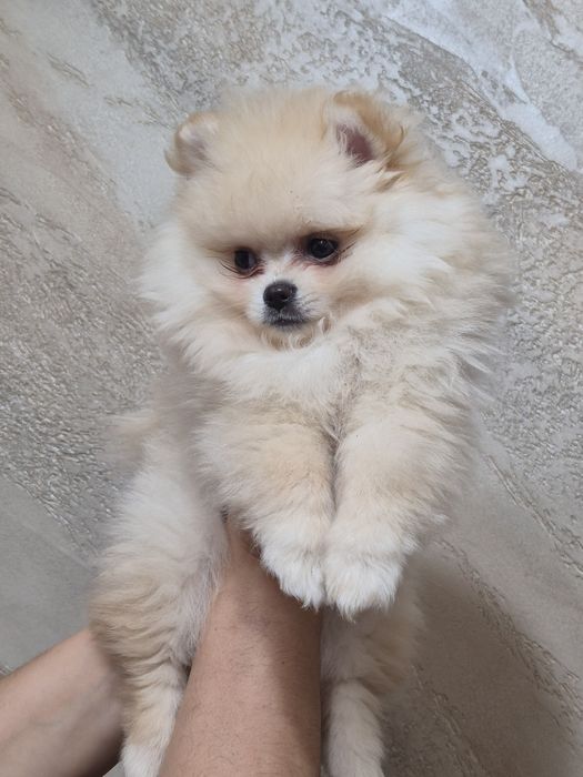 Померан момче на 2 месеца