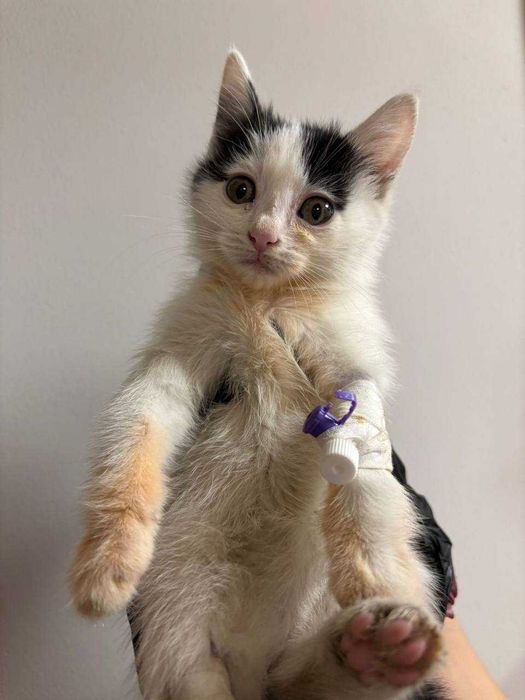 отдам котят в хорошие руки