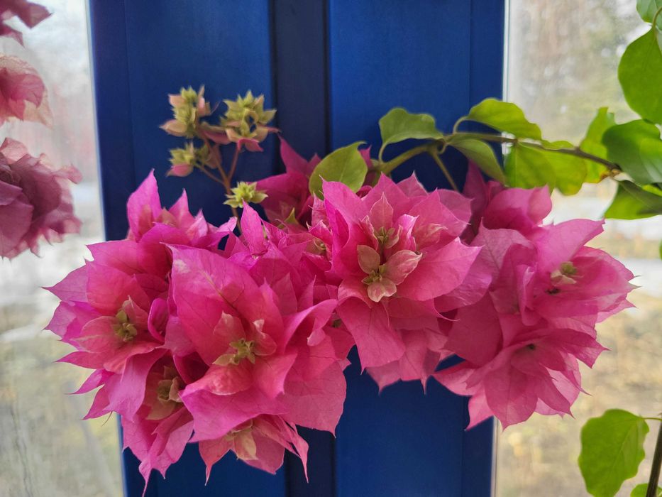 Продам роскошные Бугенвилии