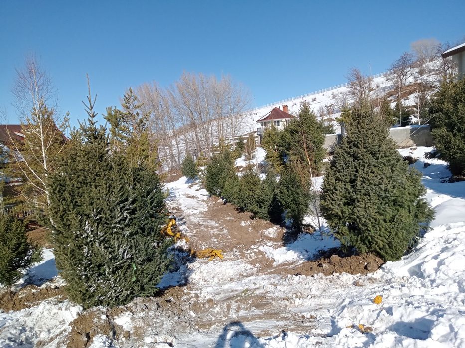 Ёлки разных размеров