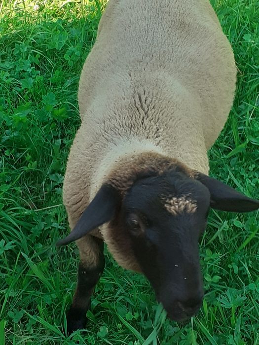Miei de vânzare Suffolk