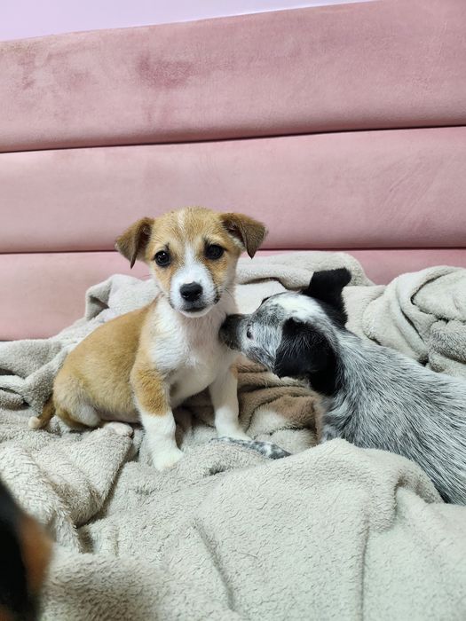 Собака бесплатно