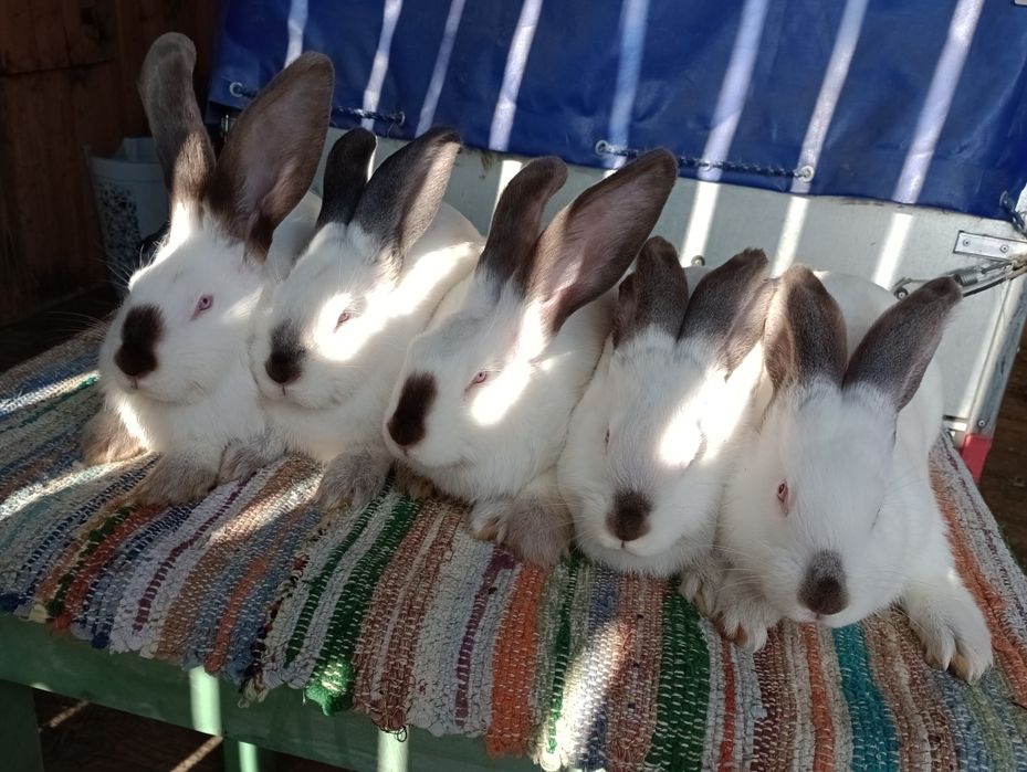 Uriasi de transilvania