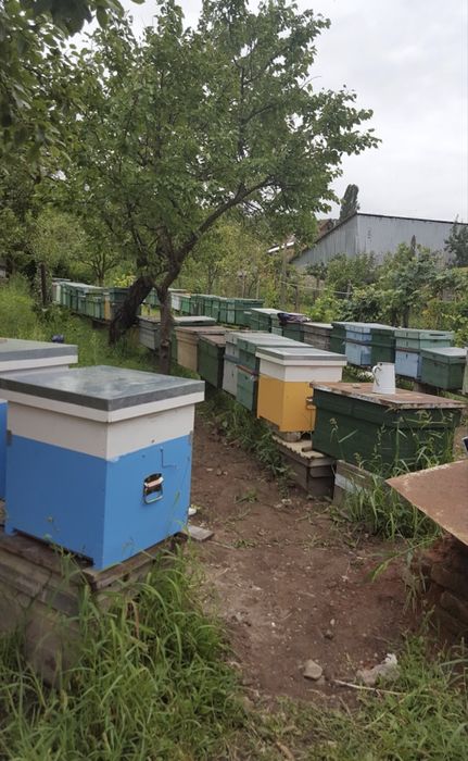 Vând stupi compleți