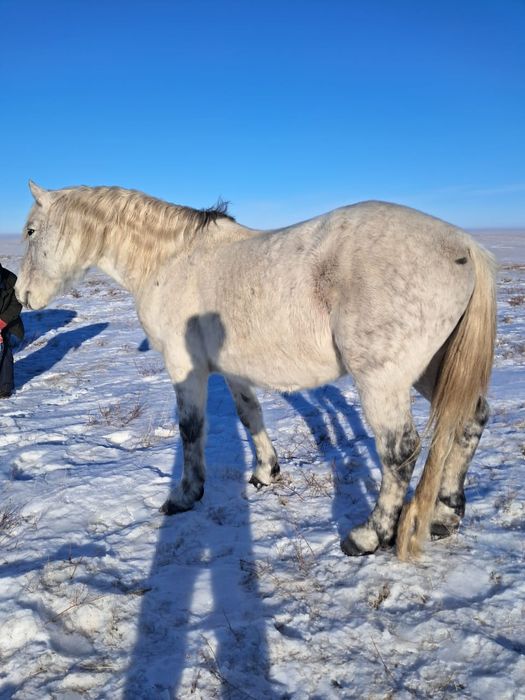 Айғыр сатам ,жасы 11 де