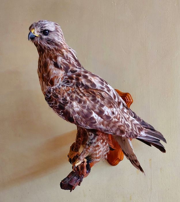 Продам.  Муляж, эмитация орла.