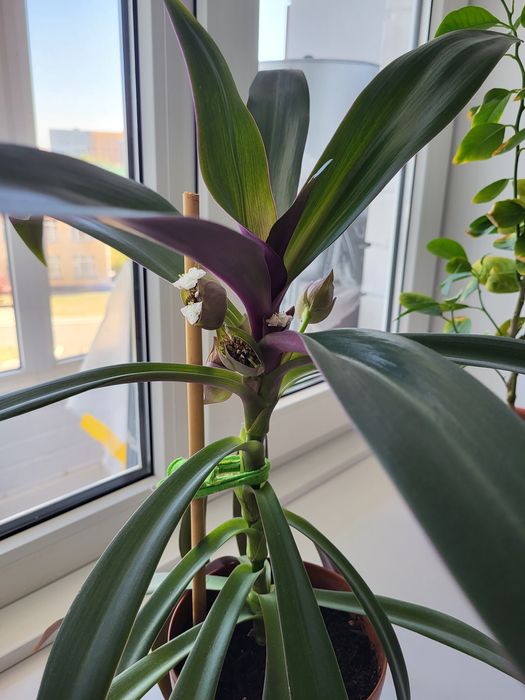 Комнатные цветы и растения