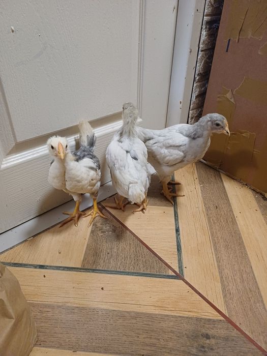 Vând sau schimb pui cu moț și fără