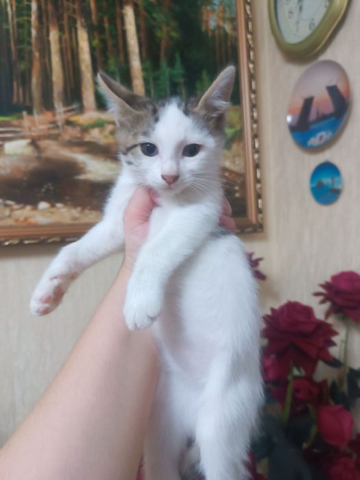 Отдаем котят чистенькие