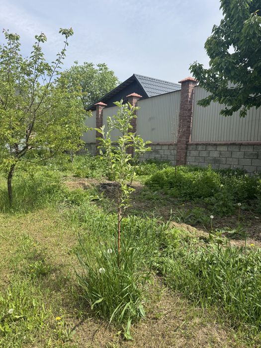 Маживельник для сада